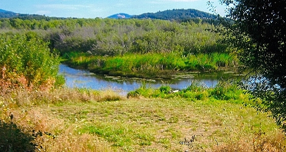 Newton Creek Wetlands